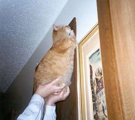Caraticus a One-eyed Cat is being held in the air against a doorway by a person