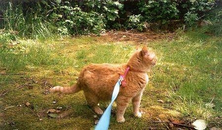 Caraticus a One-eyed Cat is standing outside on a blue leash and looking to the right