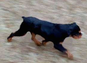 Carlin Pinscher puppy is moving across a blurred background