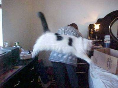A Cat is jumping from a dresser to a bed. There is a person with there back to the camera fiddling with a drawer