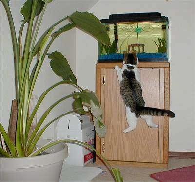 Sally the cat is jumping up at a tall fish aquarium to see the fish