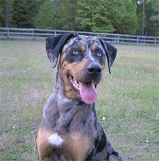 Flip the Louisiana Catahoula Leopard Dog is sitting in a field with its mouth open and its tongue out with a white fence behind him