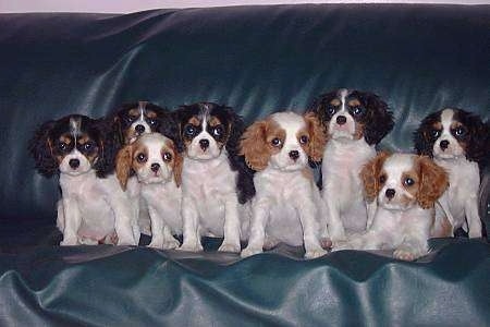 A Litter of Cavalier King Charles Spaniel Puppies sitting all lined up on a leather couch