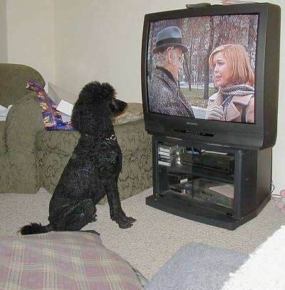 A black Standard Poodle is sitting in front of a TV and watching it. There is a view of a gray-haired man in a gray and black hat talking to a brown-haired lady in a brown coat and gray scarf on the screen.