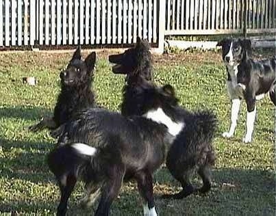 Two Croatian Sheepdogs are outside playing with Two Border Collies in a yard with a white fence behind them.