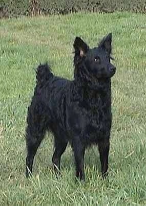 A black Croatian Sheepdog is standing outside in grass and looking to the right