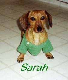 Sarah the tan Dachshund is wearing a green sweater and standing on a tiled white floor