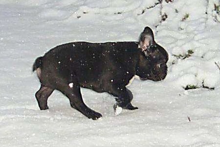 A black with white French Bulldog is walking through snow while it is actively snowing.