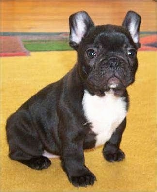 A black with white French Bulldog is sitting on a yellow rug and looking forward
