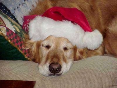 A Golden Retriever is sleeping on a tan couch wearing a santa hat.