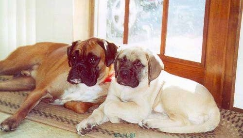 A brown with white boxer is laying on top of a tan oval throw rug next to a tan Mastiff puppy in front of a wooden door wiht a lot of glass panes with the sun shining in.