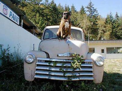 A brown with black and white Boxer is sitting on the top of an old tan 1949 Chevrolet Pick-up truck with a white building to the left and behind it.
