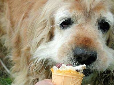 Close Up - A tan with white dog is licking Ice Cream off of an ice cream cone