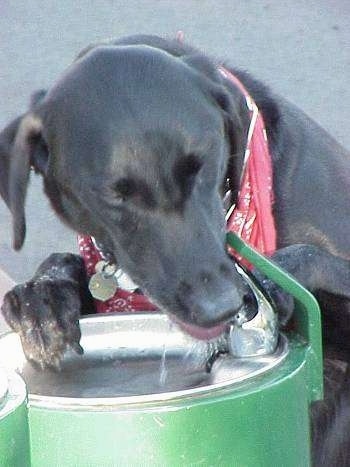 A black labrador wearing a red bandana is drinking water out of a green and silver water fountain