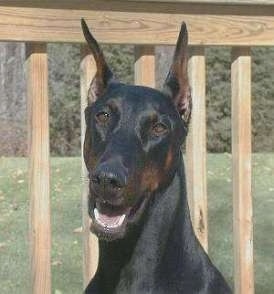 Close Up - A black and tan Doberman is sitting outside in front of a wooden banister. Its mouth is open