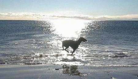 The silhouette of a Doberman running across a beach with the sun setting over the water