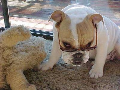A white with tan Bulldog is sitting on a tan carpet wearing sunglasses with its head tilted down looking with its eyes above the view of the glasses. There is a sliding door behind it and a tan plush toy next to it.