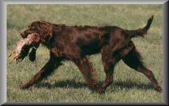 A German Longhaired Pointer is walking across a yard with a duck in its mouth