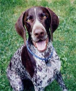 A brown and white German Shorthaired Pointer is sitting in a yard its mouth is open and tongue is out