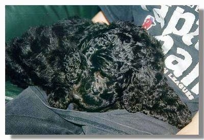 Close Up - A black Goldendoodle is sleeping in the lap of a person on a couch