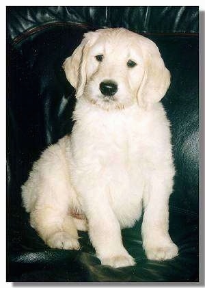 A short haired cream colored Goldendoodle puppy is sitting on a blakc leather couch