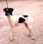 A white with black Japanese Terrier is standing on a street