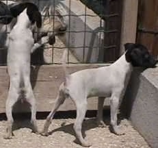 A Japanese Terrier puppy is jumping against a cage, It is looking at two dogs on the other side of a fence. There is another white with black Japanese Terrier puppy looking over the edge of a cinderblock with its tail all the way up.