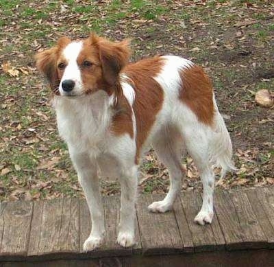 A white with red Kooikerhondje is standing outside on a wooden walkway
