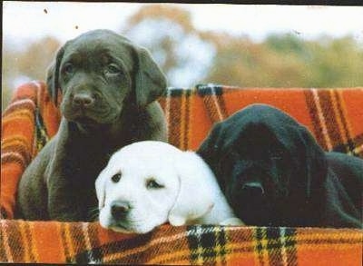 Three Labrador puppies in a rectangular basket lined with an orange and black plaid blanket - A chocolate Labrador Retriever puppy, A yellow Labrador Retriever puppy and a black Labrador Retriever puppy