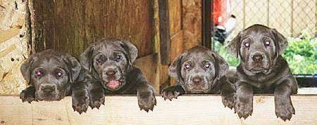 A litter of silver Labrador Retriever puppies lined up in a row jumped up on the wall of their wooden whelping box.