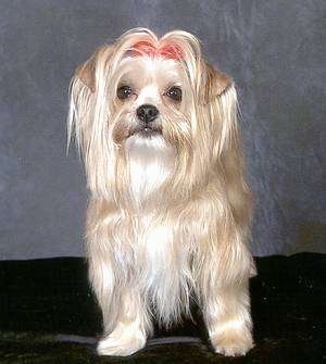 A blonde with white long-coated Yorkshire Terrier  is standing on a black rug