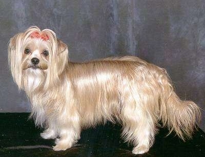 Left Profile - A blonde with white longhaired Yorkshire Terrier is standing on a black rug