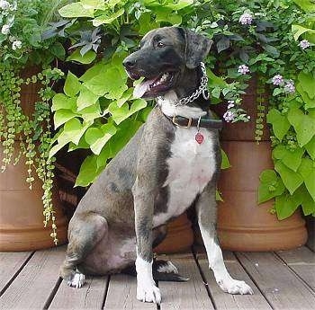 Wasy Joseph the Louisiana Catahoula Leopard Dog is sitting in front of 3 poted plants on a deck and looking to the left