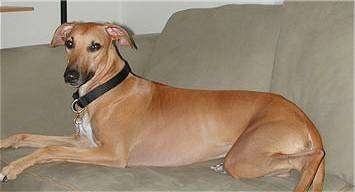 A smooth-coated tan with white Lurcher is laying on a tan couch.