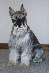 Sir Reginald Von Waterville the Miniature Schnauzer sitting on a carpet with its head tilted to the left