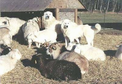 Two white Maremma Sheepdogs are standing in hay surrounded by a herd of goats. There is a wooden feeder building behind them.