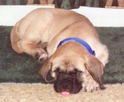 A tan and black English Mastiff puppy is wearing a blue collar sleeping on a green rug with its pink tongue sticking out.