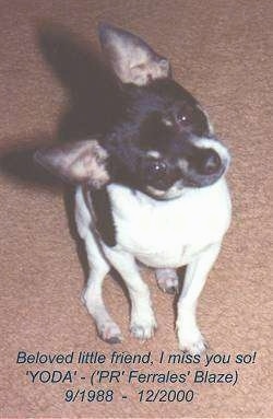 Yoda the dog sitting on a carpet with its head tilted to the left with the words - Beloved little friend, I miss you so! 'YODA' - ('PR' Ferrales' Blaze) 9/1988 - 12/2000 - overlayed