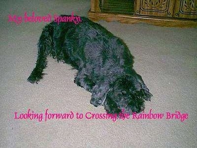 Spanky the dog laying on a carpet with the words - My beloved spanky Looking forward to Crossing the Rainbow Bridge - Overlayed