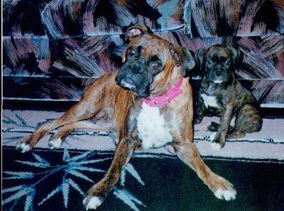 Teesha the Boxer laying on a carpet in front of a couch next to a Boxer puppy