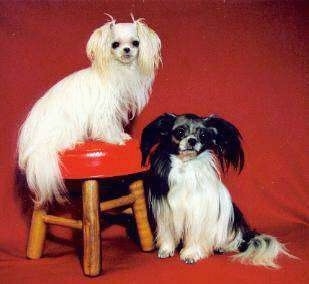 A white long coat Mi-ki is sitting on a wooden stool with a red leather seat and there is a black and white long coat Mi-ki dog on the floor sitting next to it in front of a red backdrop.