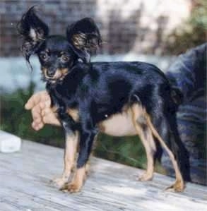 Side view - a black and tan Russian Toy Terrier is standing on a wooden table outside with a person behind it reaching their hand around to the front of the dog.