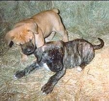 Two puppies laying on a couch - A tan Nebolish Mastiff puppy is standing next to a laying grey brindle Nebolish Mastiff.