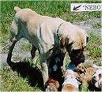 A tan with white Nebolish Mastiff is standing in grass overtop of a litter of Boxer puppies.