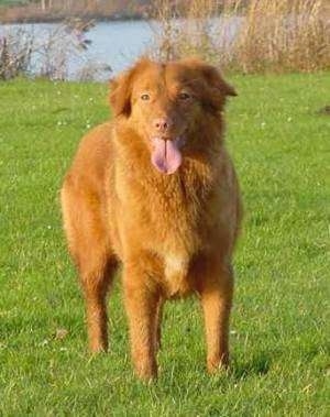 View from the front - A red Nova Scotia Duck-Tolling Retriever dog is standing outside in grass and it is looking forward. Its mouth is open and tongue is out. There is a body of water behind it.