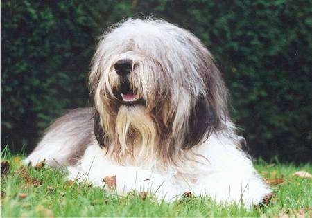 Front view - A long-haired shaggy, grey and white with black Polish Lowland Sheepdog is laying in grass and looking up and to the left. Its mouth is open and it looks like it is smiling.