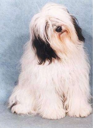 Front view - A longhaired shaggy looking white with black Polish Lowland Sheepdog is sitting against a backdrop and it is looking forward. Its head is tilted to the left.
