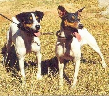 Front view - Two tricolor white with black and tan Perro Ratonero Andaluz dogs are standing in grass looking to the right. One dog has ears that hang down and he other dog has perk ears.