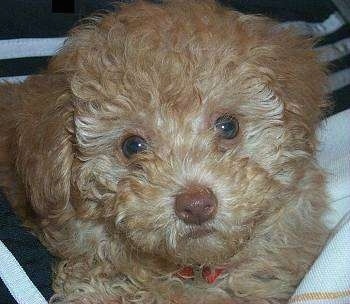 Close up head shot - An apricot Toy Poodle is laying in a persons lap and it is looking forward. The dog has wide round light colored eyes and a brown nose and brown lips.