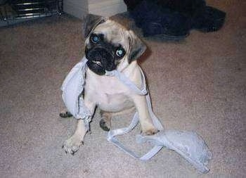 A Pug is sitting on a tan carpet and biting a bra.